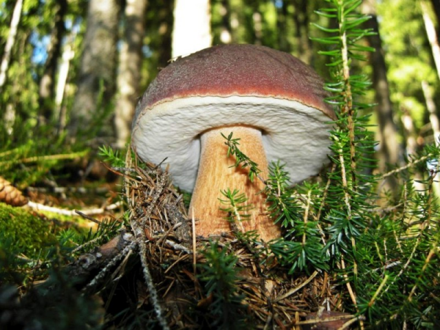 Мицелий Белого гриба елового / Боровик (Boletus edulis)